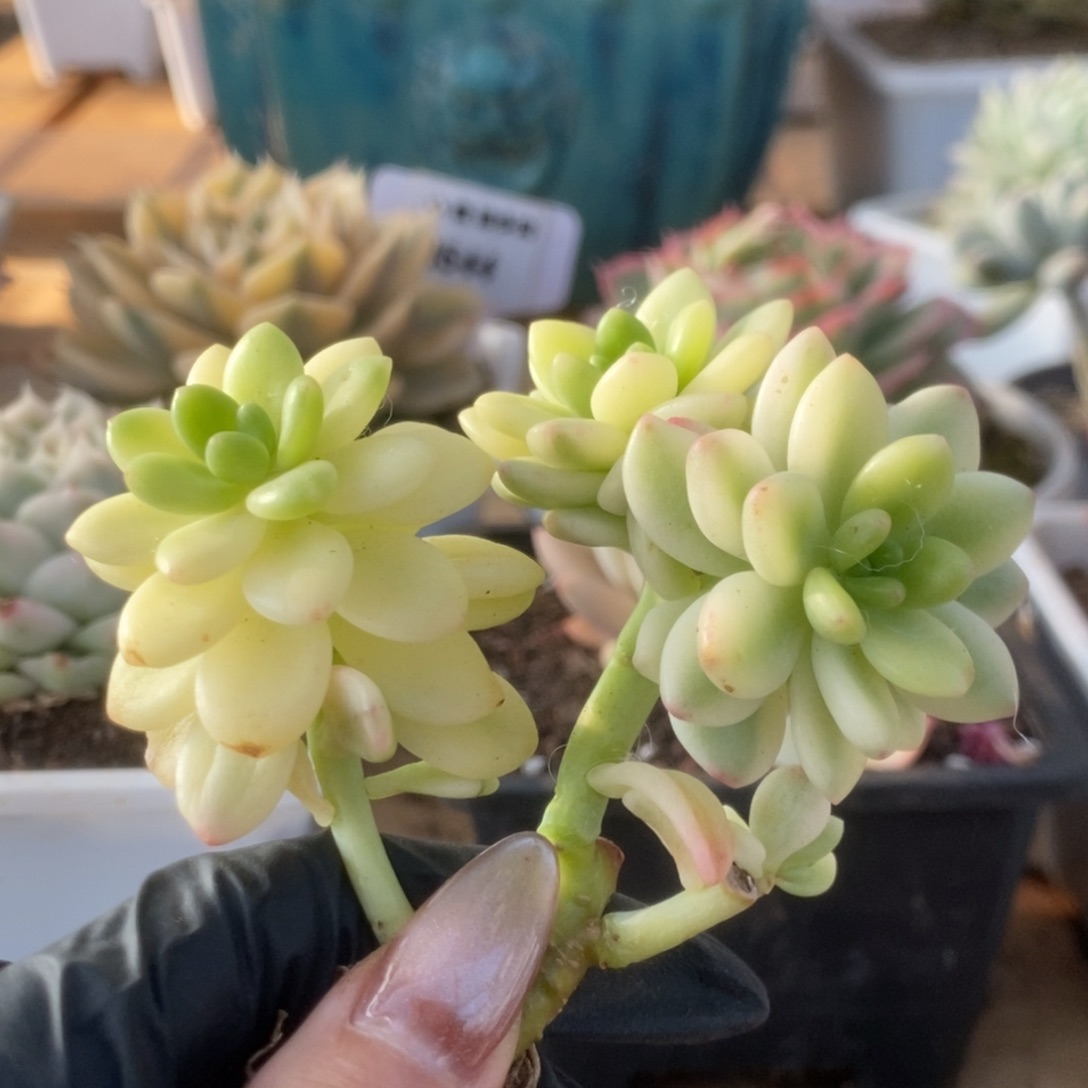 007香格里拉锦锦锦锦锦