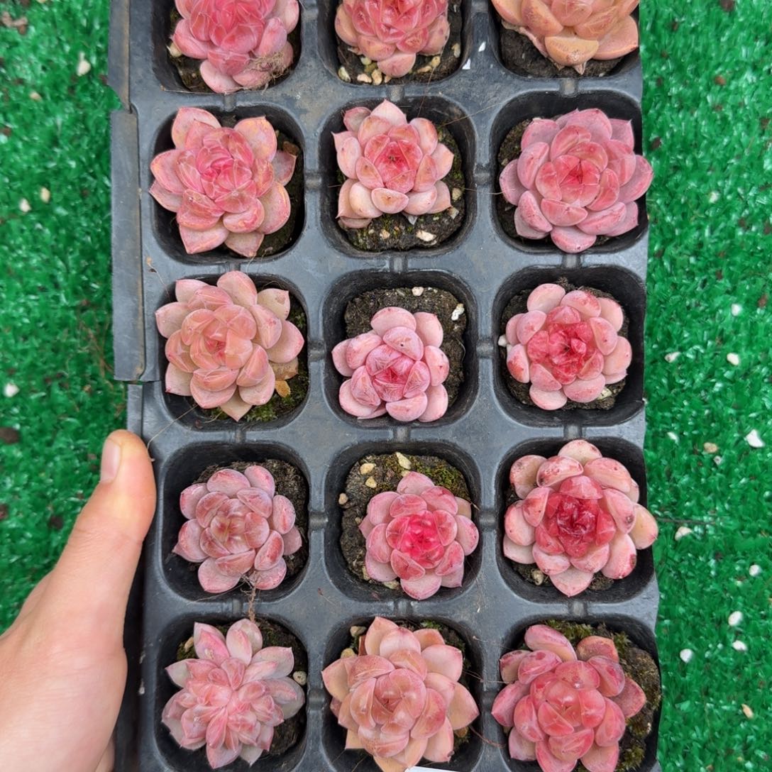 多肉一物一拍13-89