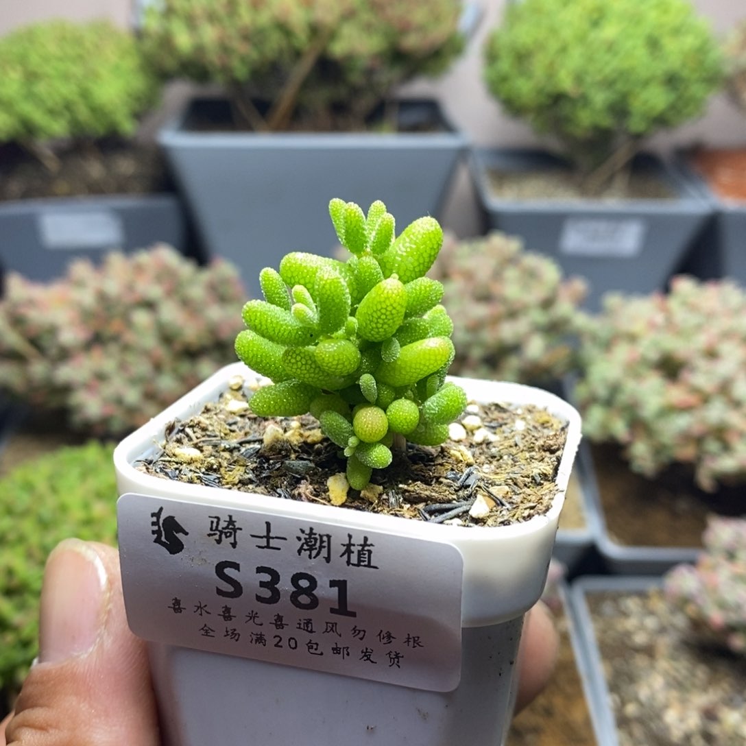 381金桔糖球枝干