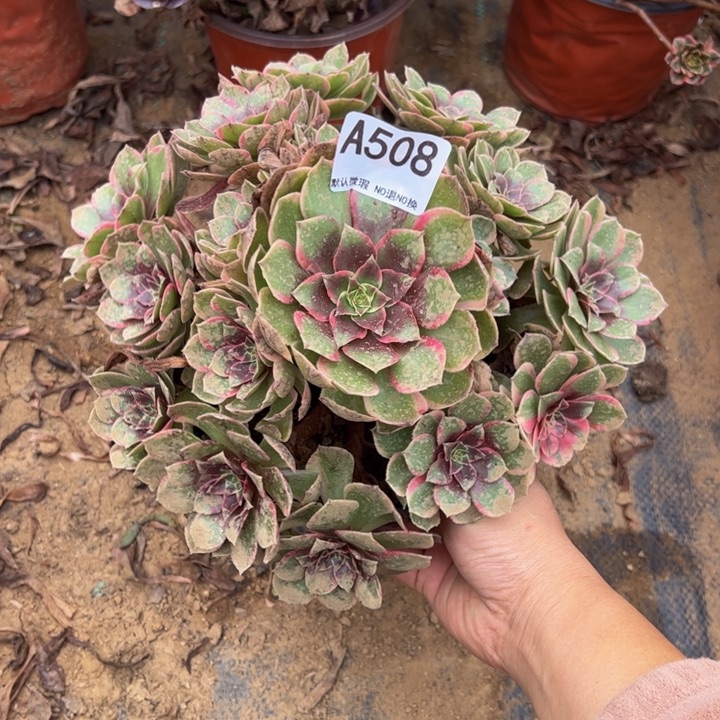 粉花妖多肉植物508.