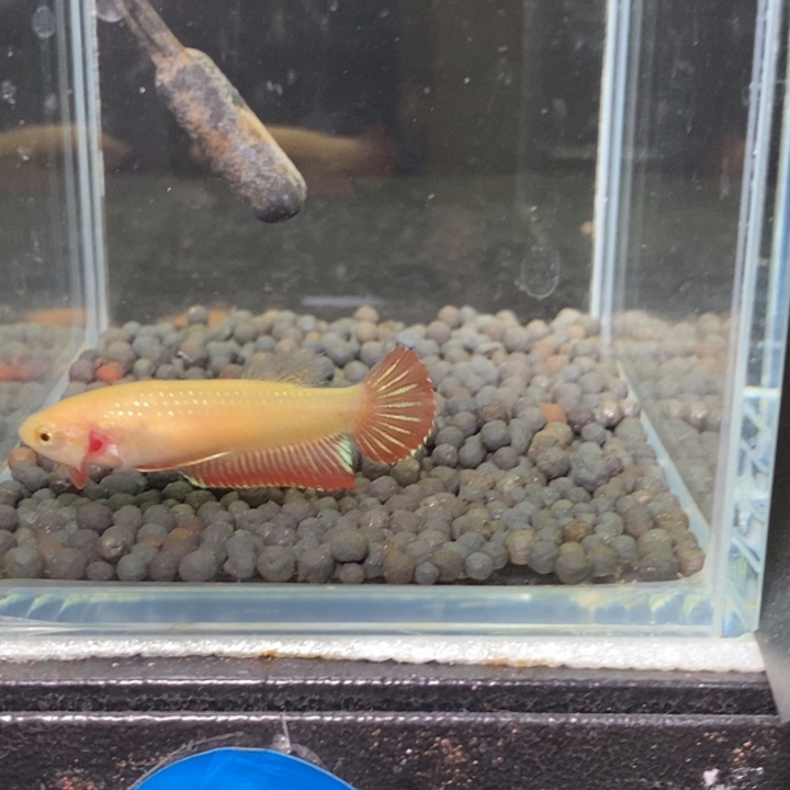 斗鱼泰国斗鱼266号