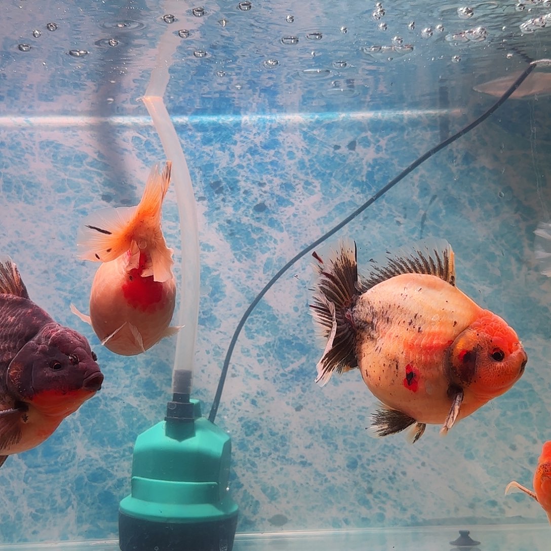 ю***仲金鱼给你优惠了啊哥，好了再来