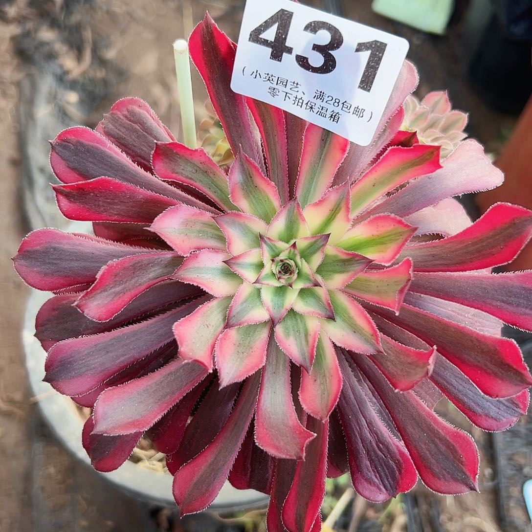 红铜431多肉植物drzw