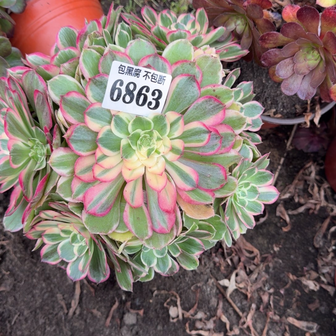 法师丘比特6863 19-35