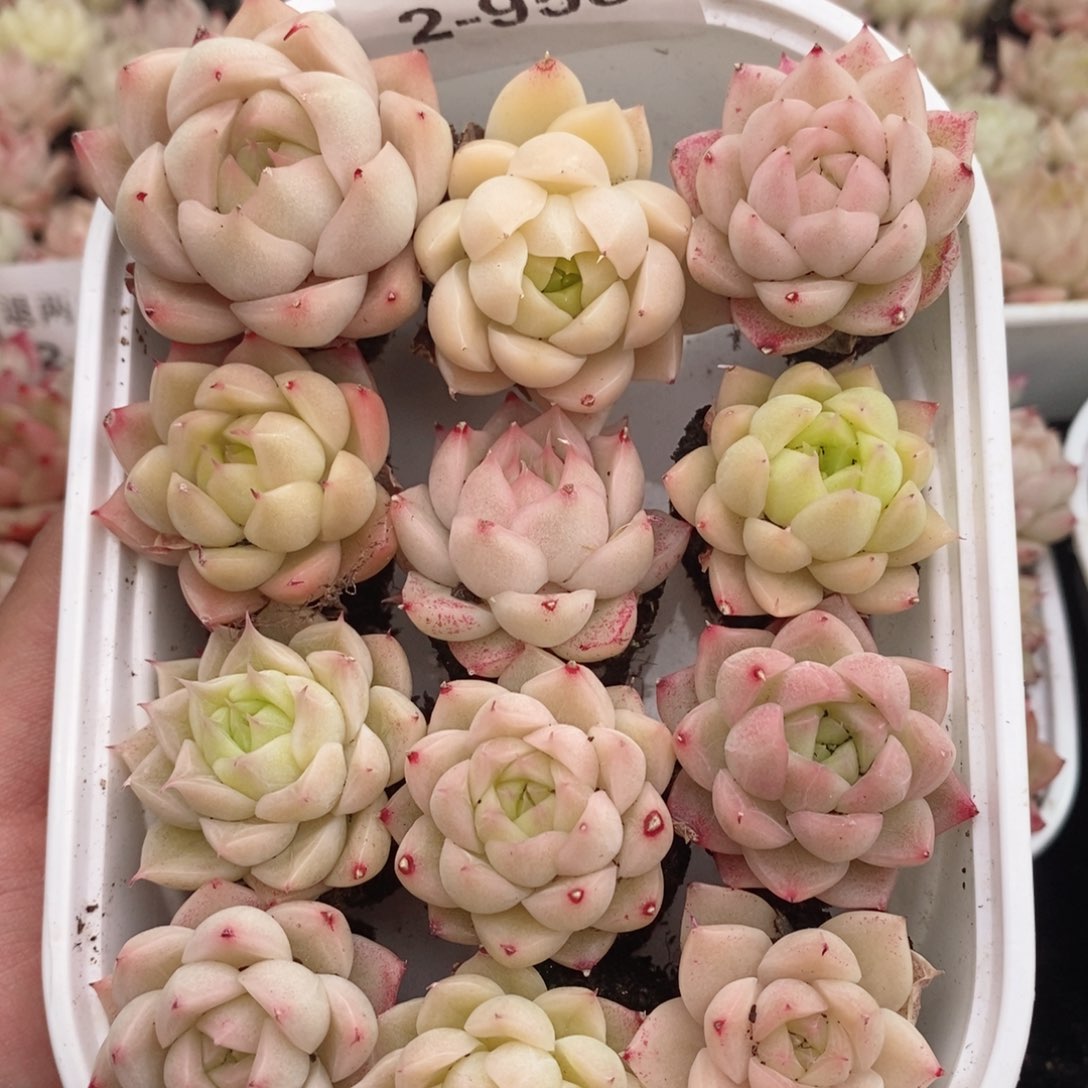 2-958 新疆西藏内蒙不发其他12.8包邮两到三厘米多肉