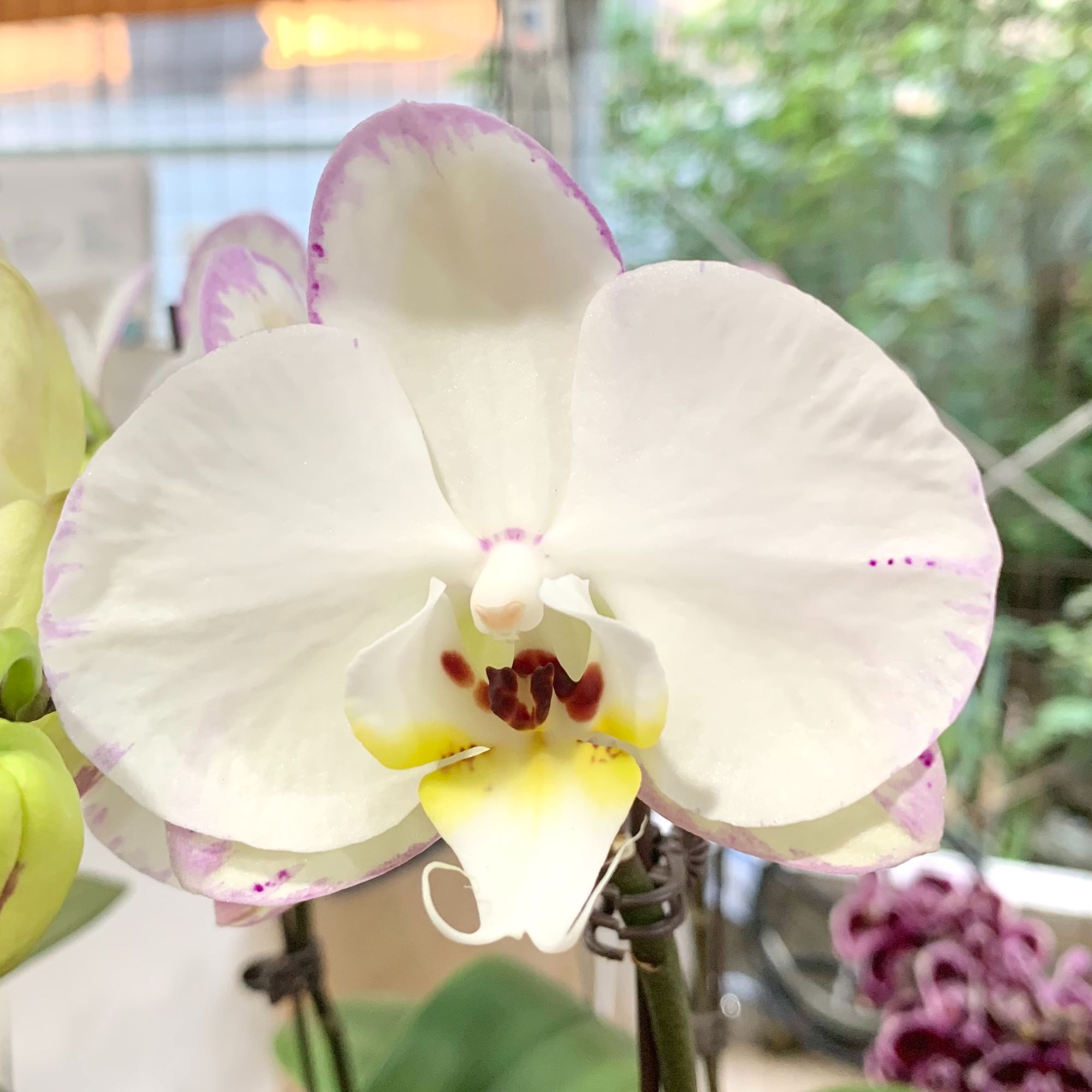 【水墨江南】3.0杯 白色系精品蝴蝶兰  桌面鲜花绿植 大棚基地直发 