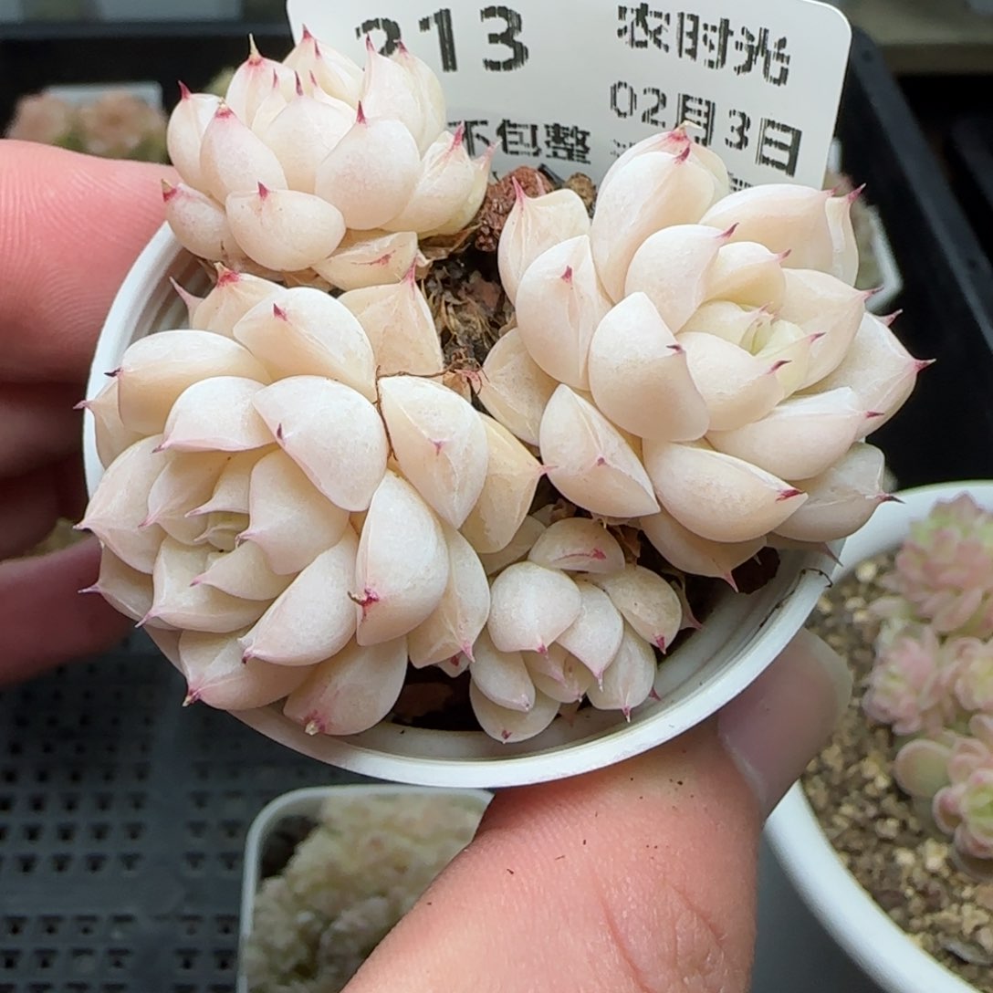 0203-213小魔仙散