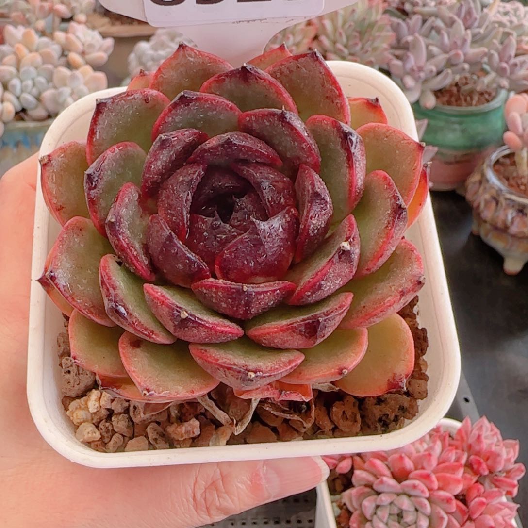 多肉植物8525…………