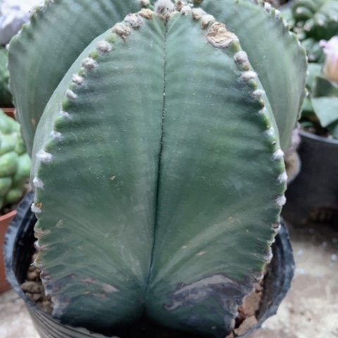 超大五角仙人球50米仙人球