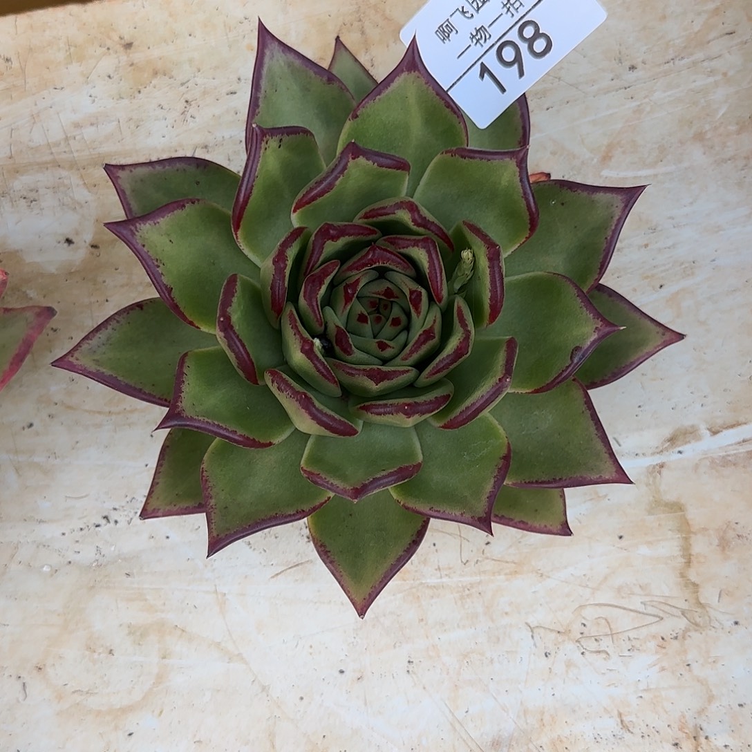 常****198多肉 原始种冬云