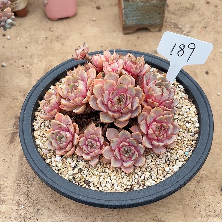 多肉植物，笨吧蒂斯189号