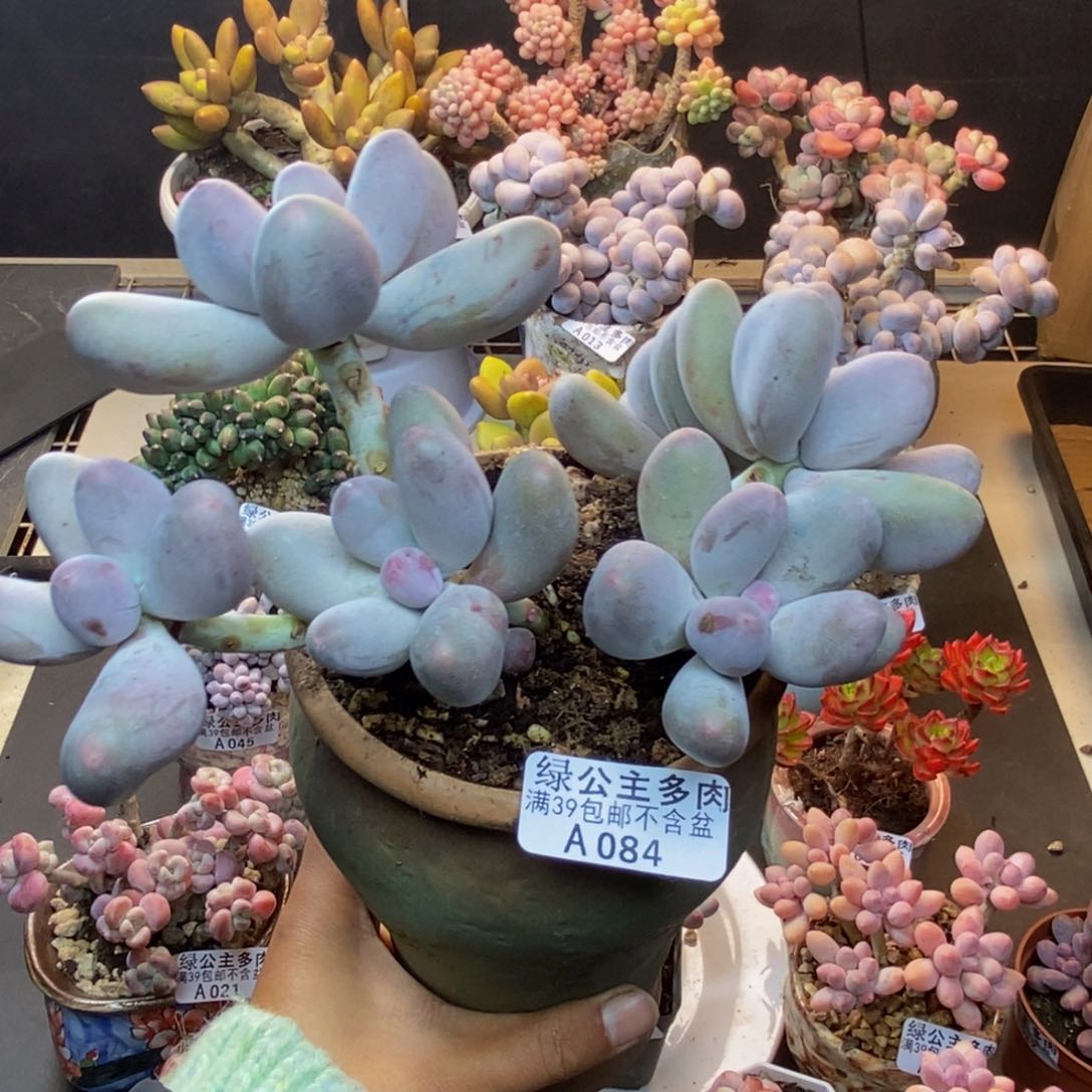 084米可奶多肉15c m