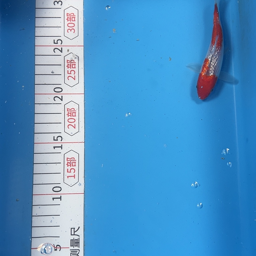 锦鲤鑫泓锦鲤养殖