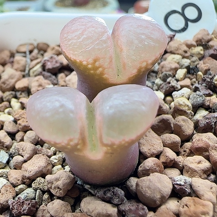 黑眼豆豆双头母本