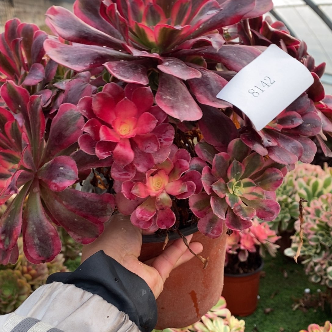 不开花植物8142号美杜莎多头1颗