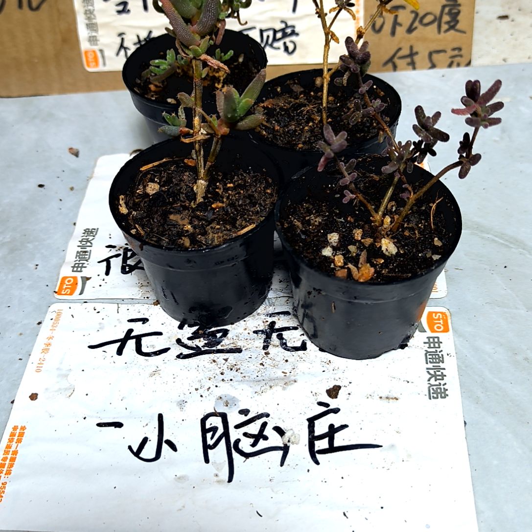 满6元包邮，枝干三颗不同拇指盆