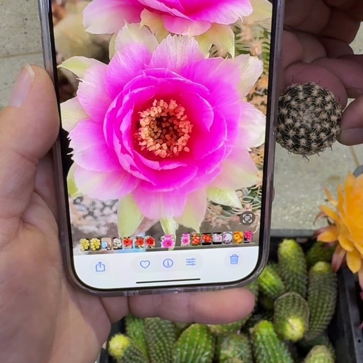 230丽花魅影歪无根侧牙2到3公分左右，20包邮