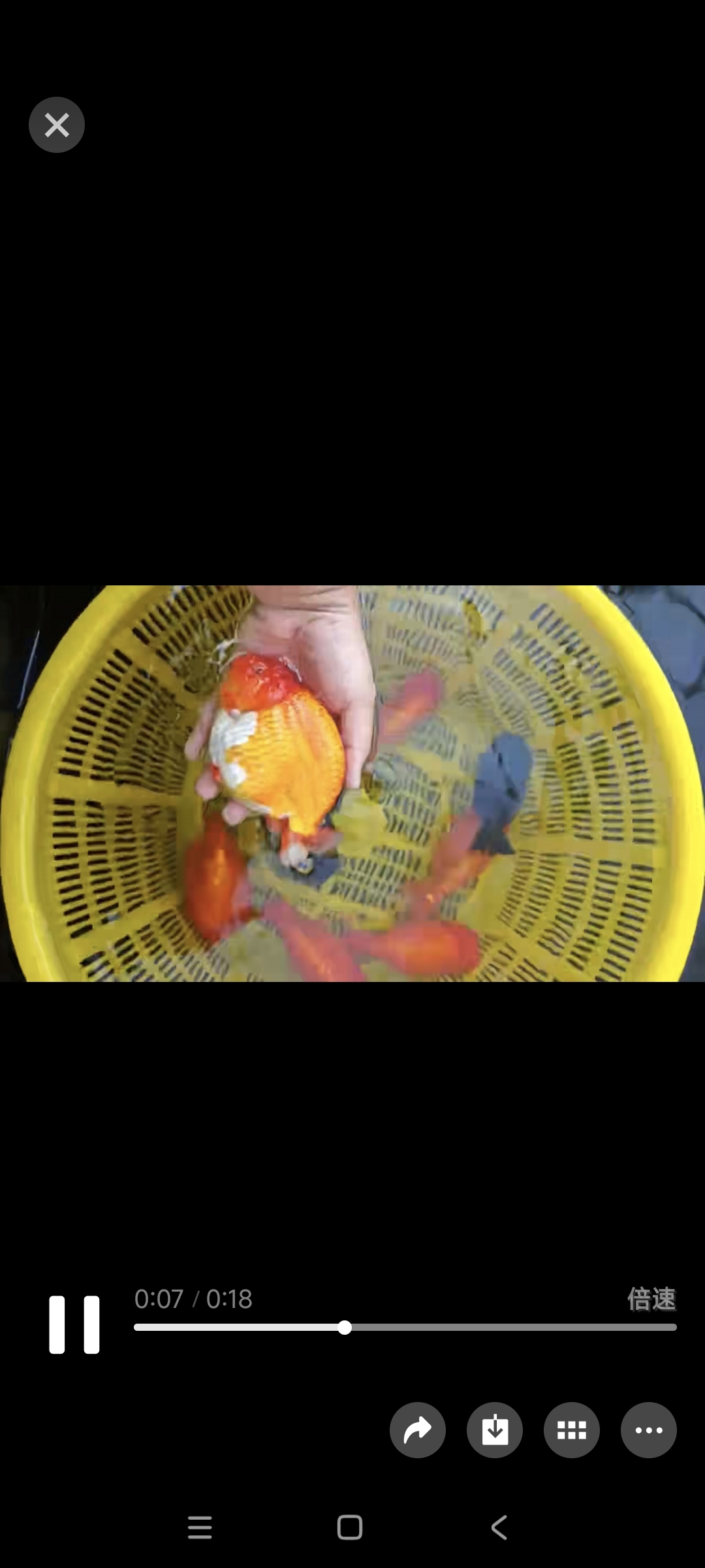 淡水鱼小金鱼观赏鱼活鱼