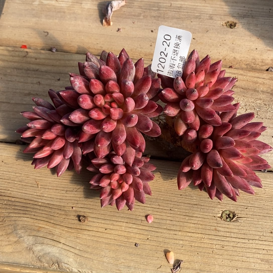 20号多肉小可爱一个