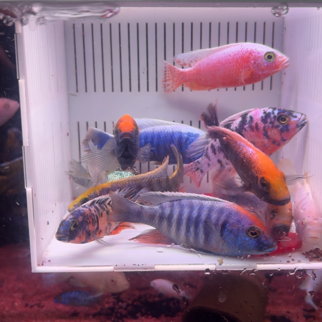 去***网慈鲷鱼直播60号12条其中备损2条