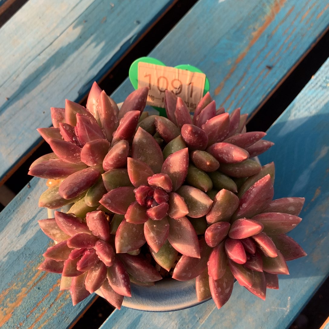 ****、迷雾泡泡无砍平头1091