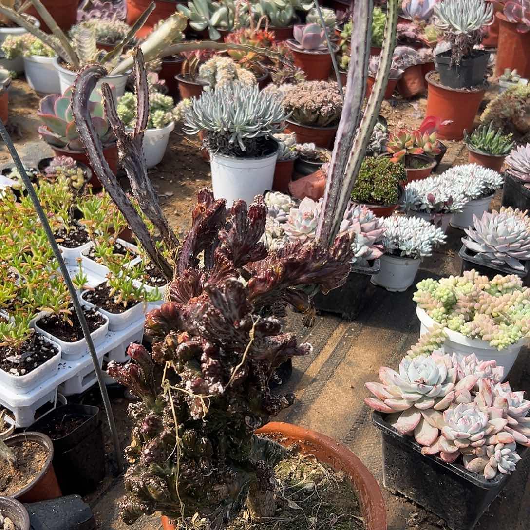 多肉植物多肉残雪