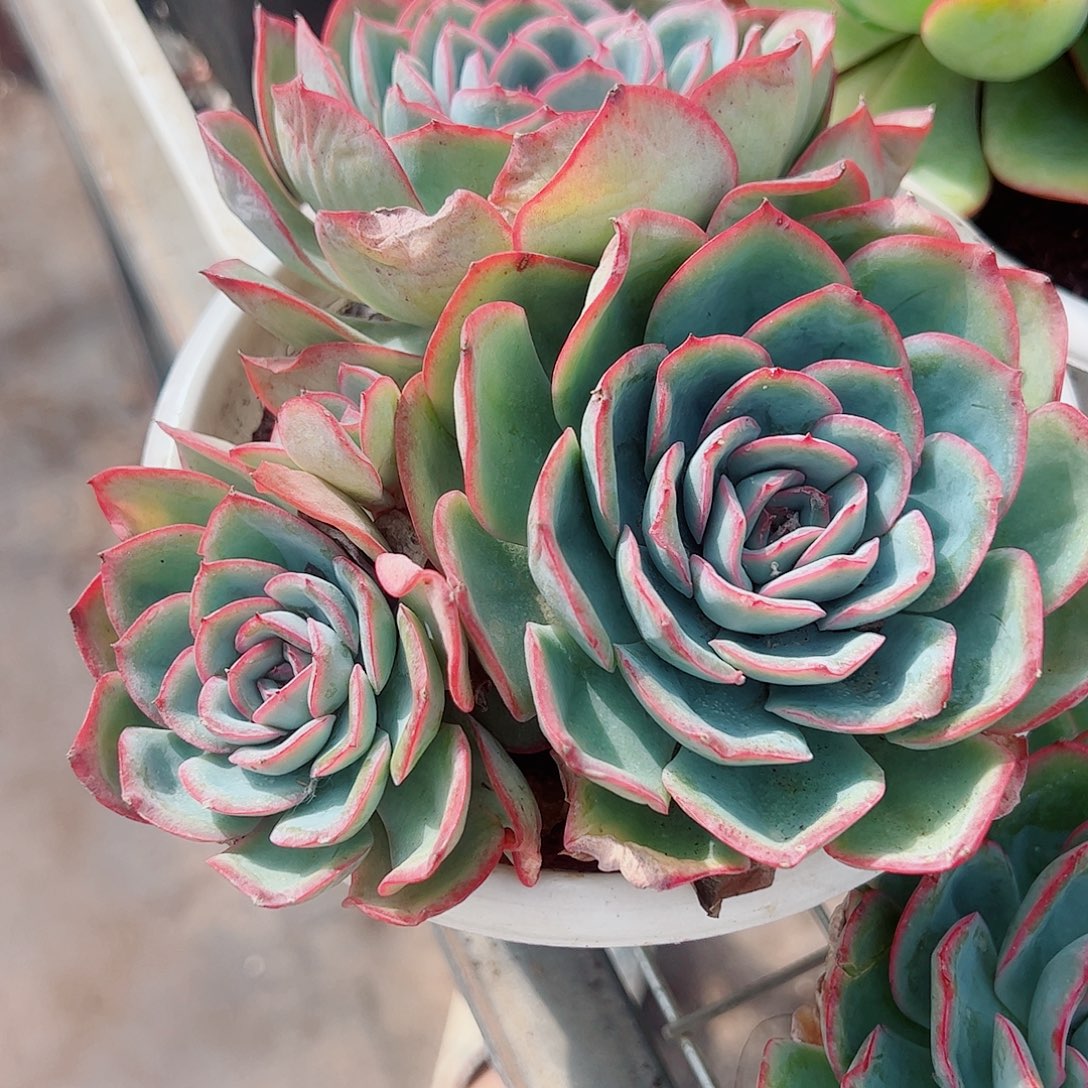 晨露多头群生老桩