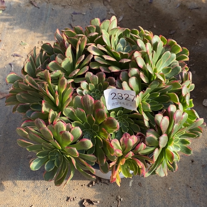 朝霞锦多肉断头不包2327