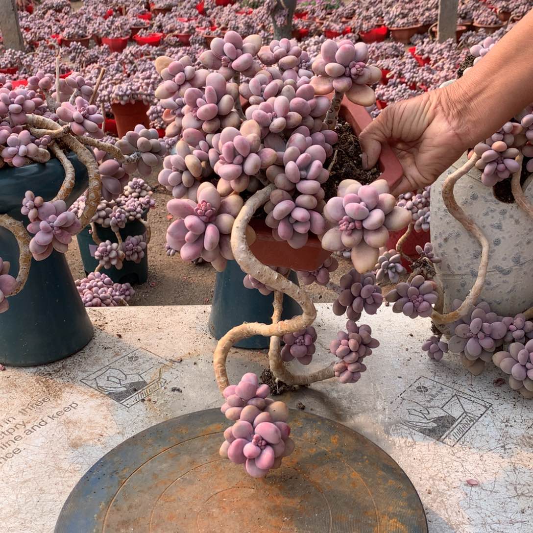 桃蛋老桩25号不带盆