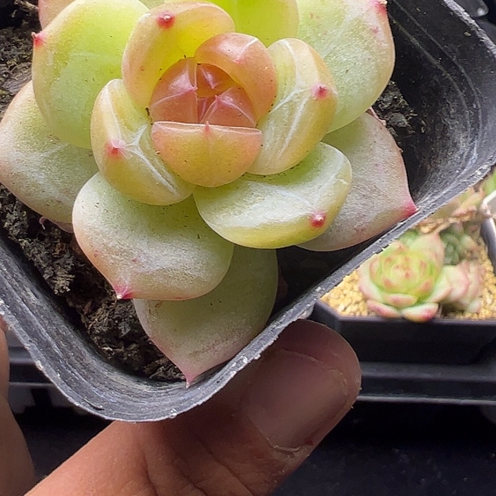 单头珍妮带盆发货11