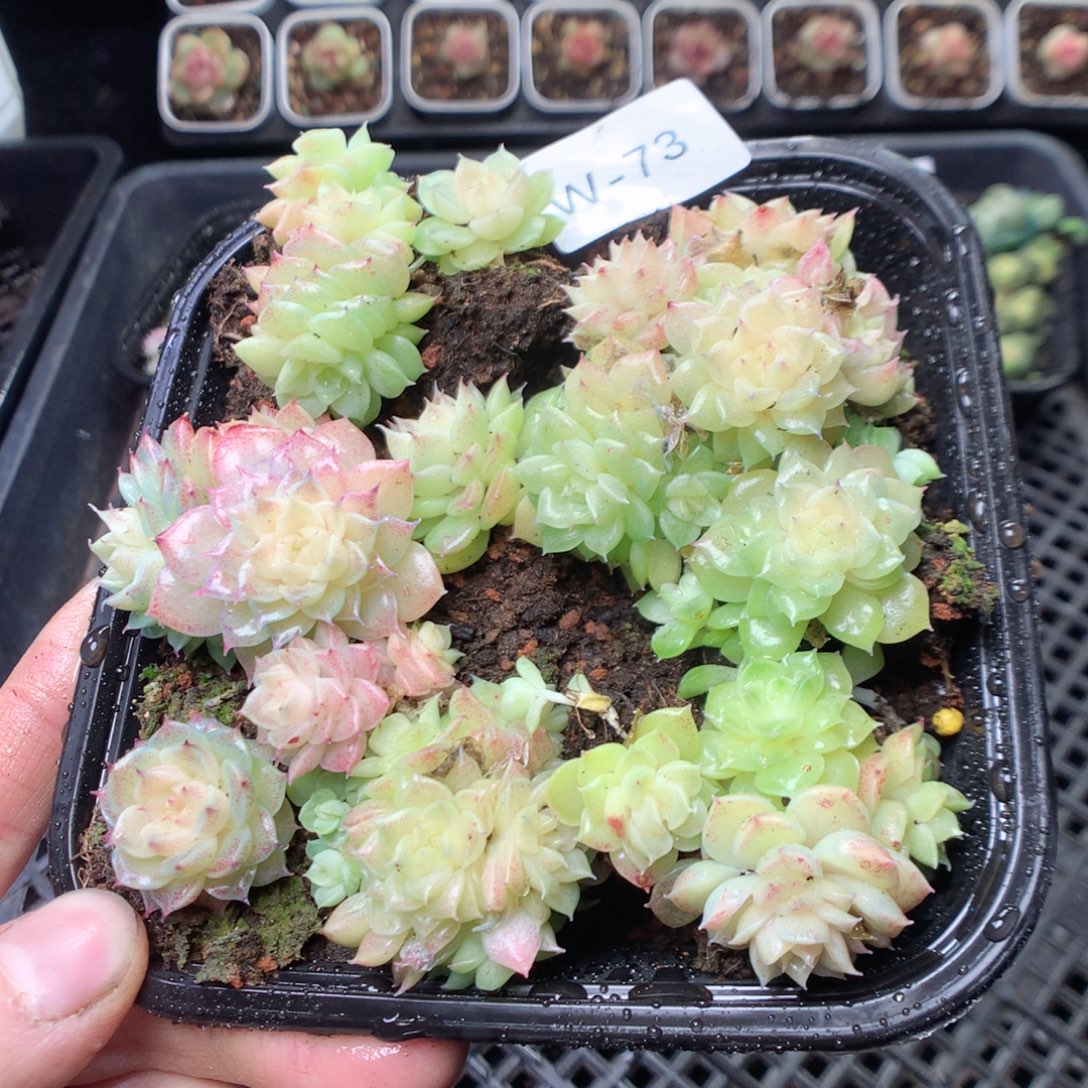 无花朵W73 yyyyyyyy