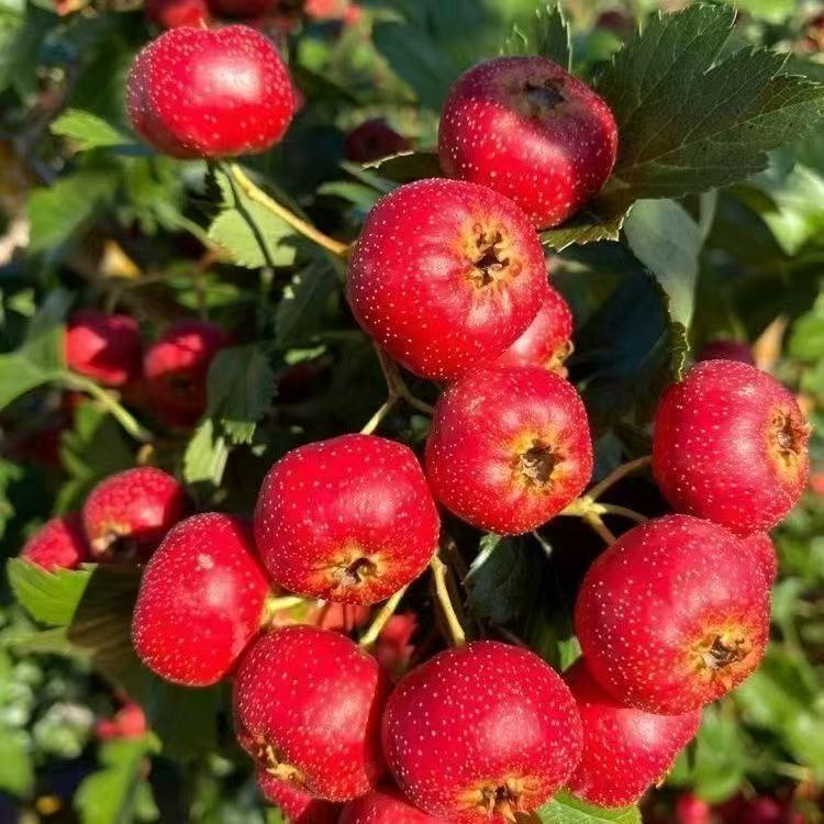 沂蒙山新鲜山楂酸甜可口现摘现发冰雪里红甜红子时令水果