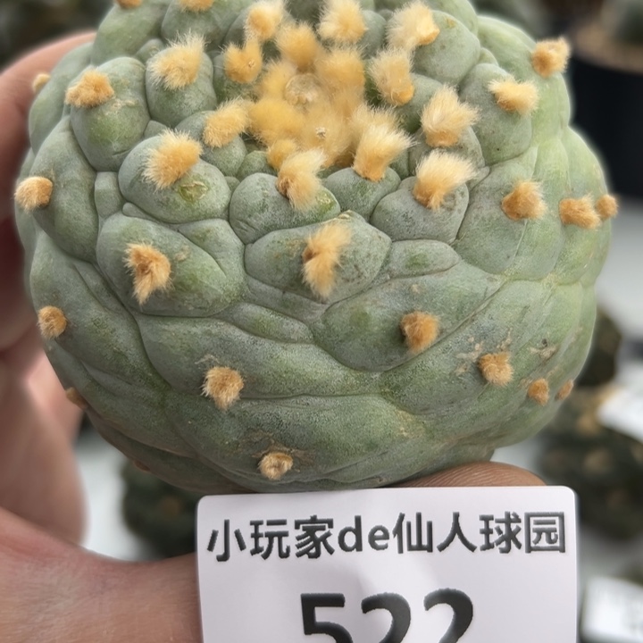 522可节后发货 可帮发根