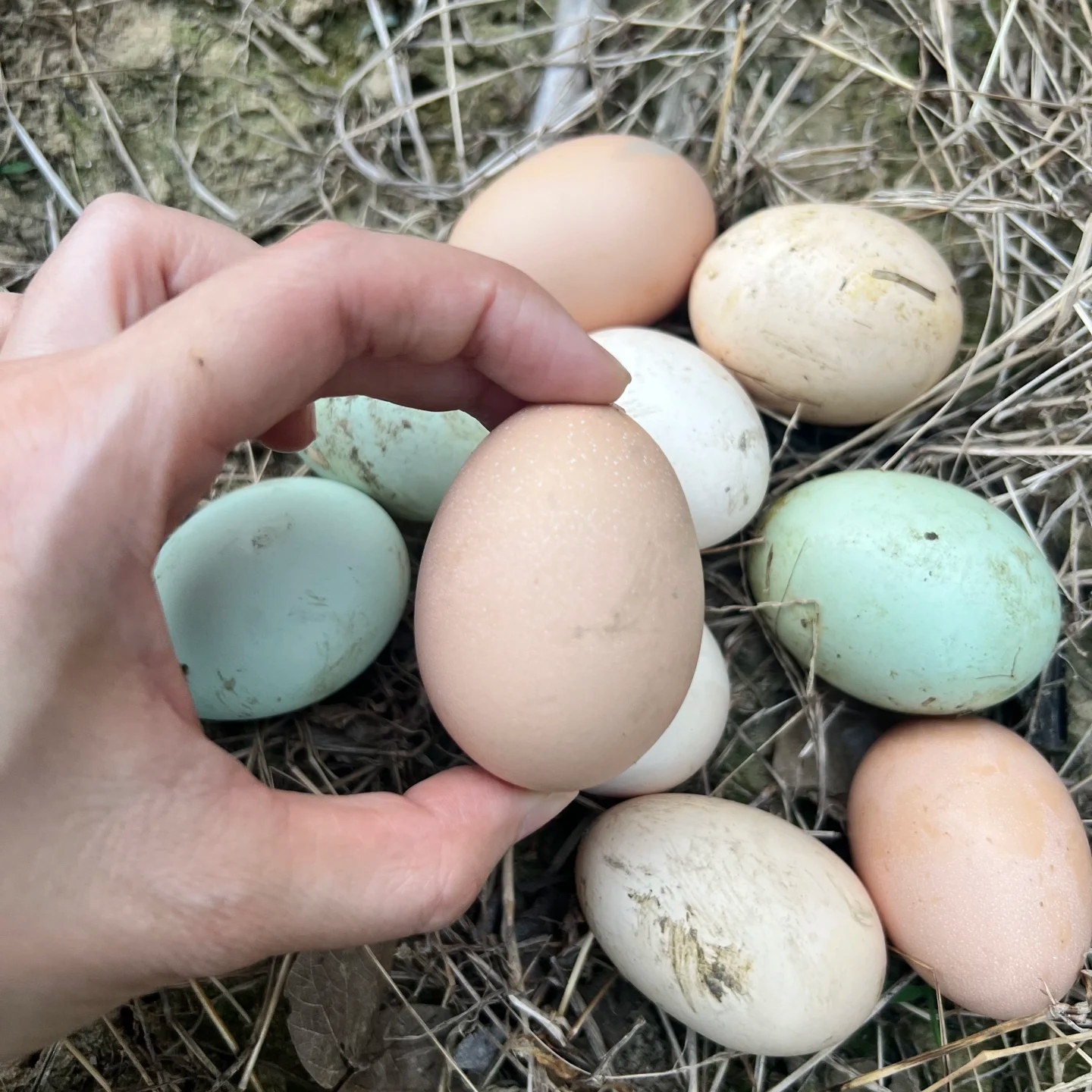 土鸡蛋 30个 顺丰快递