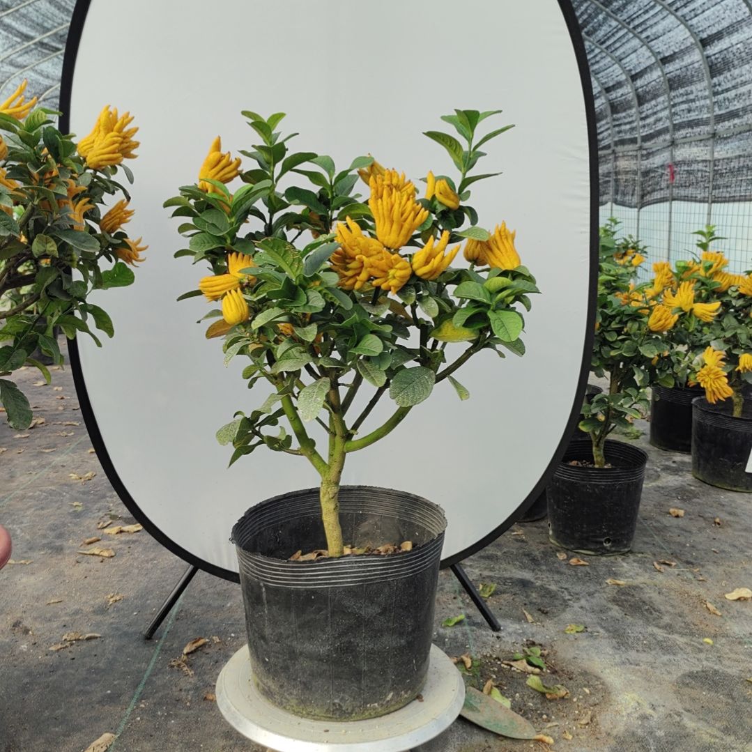 葵*千指佛手盆栽真好看