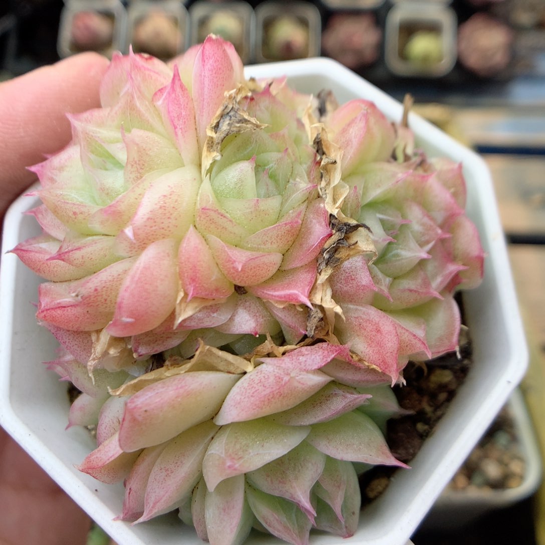 X71潘多拉女王群