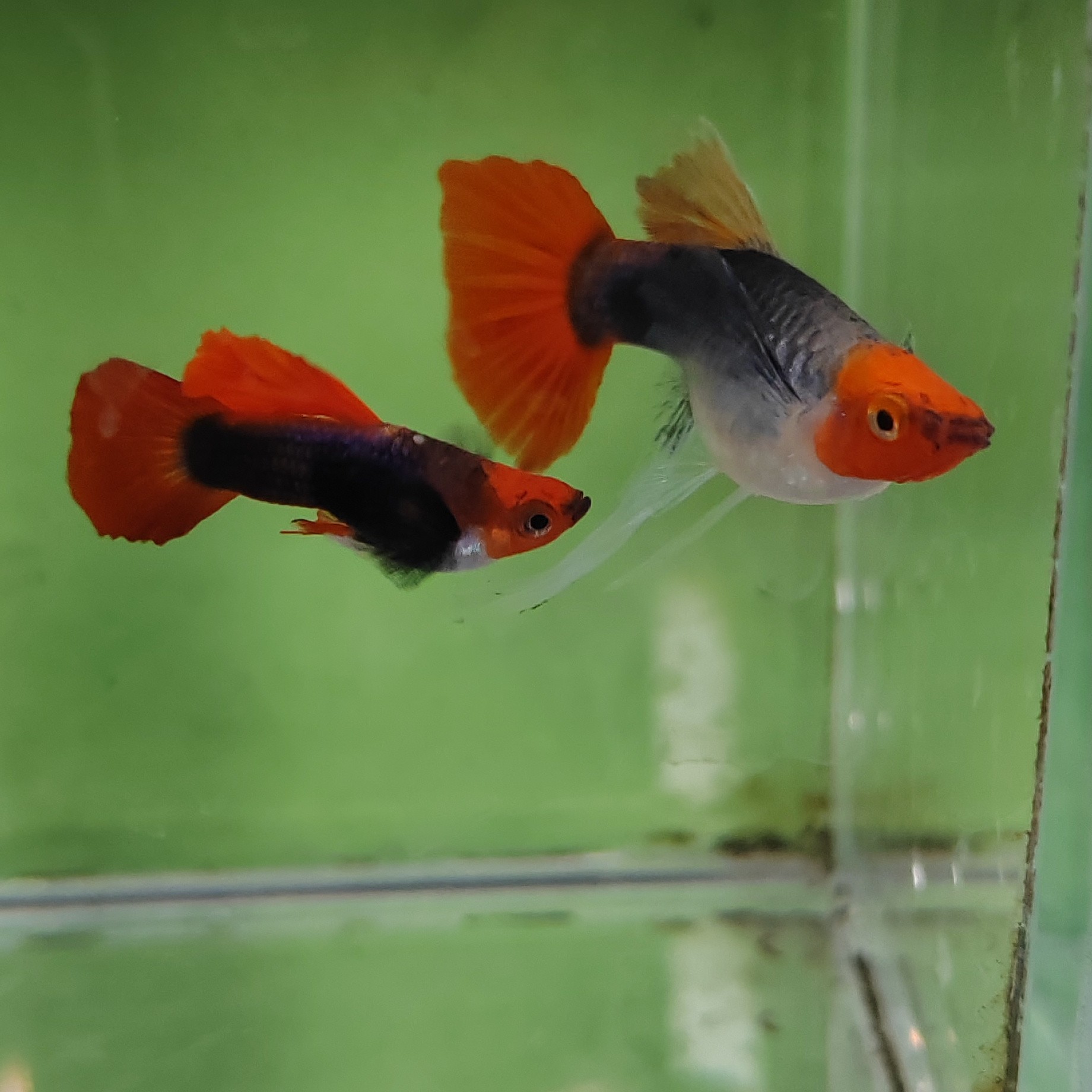 蓝贵族短体孔雀鱼20条（其中10条备损）发10对20条