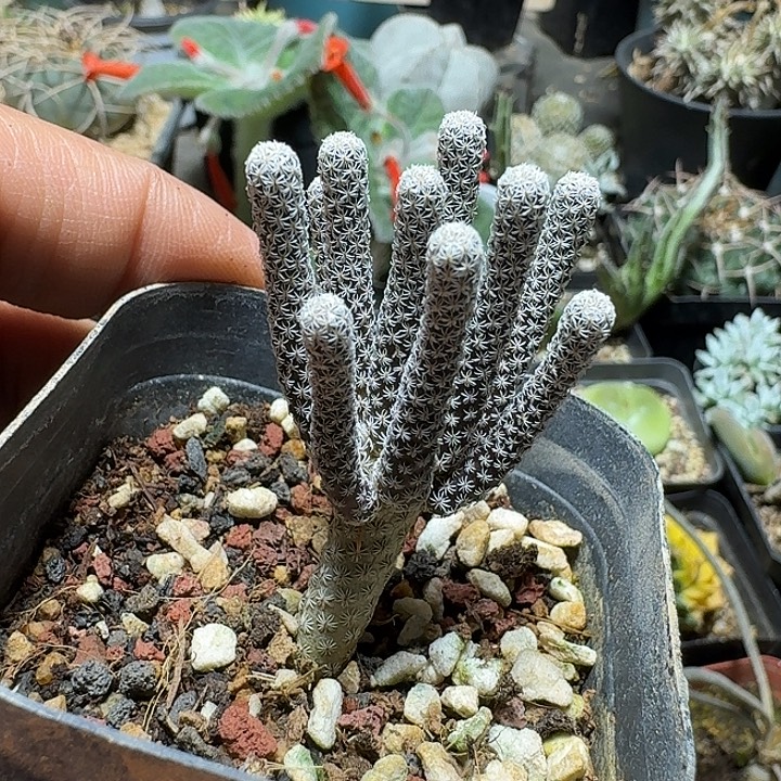 151mini牧师脱土发货