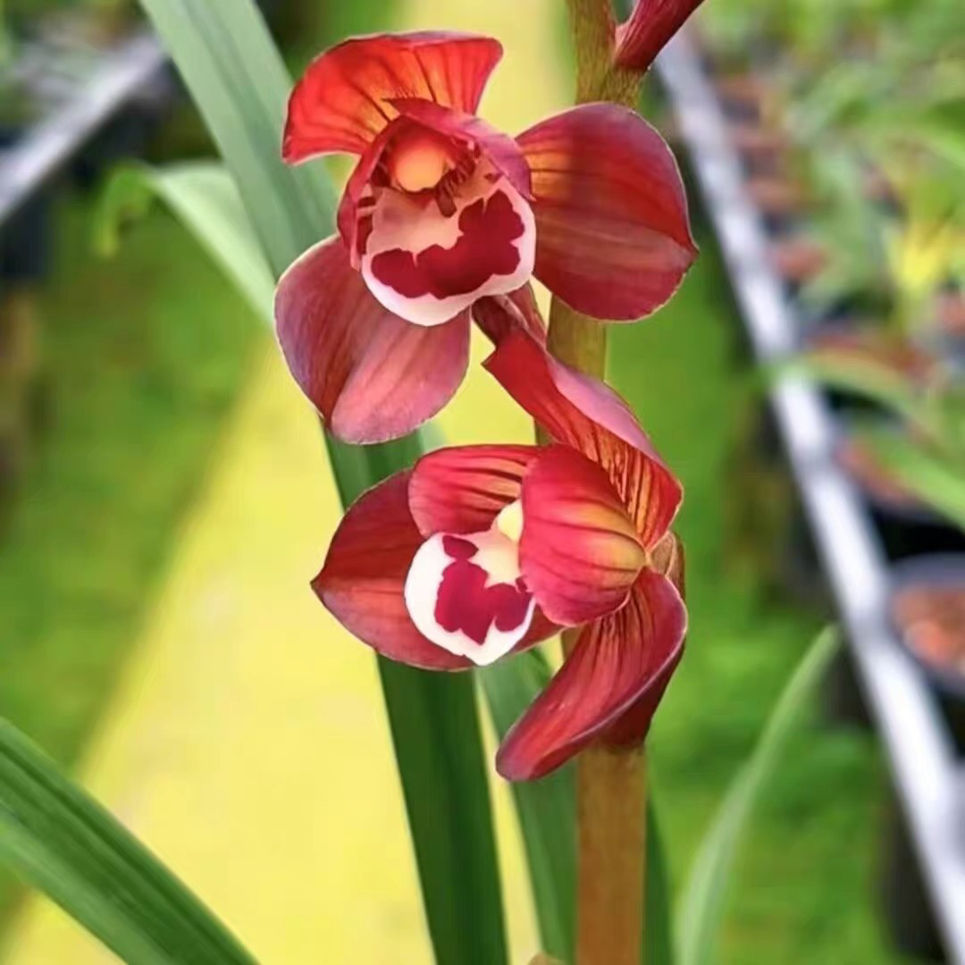 春剑红荷荷瓣兰花客厅卧室阳台绿植盆栽