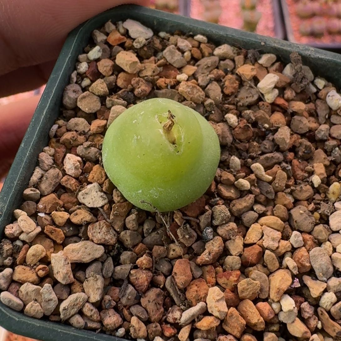 云缦精品番杏5.6 大葫芦1.7cm