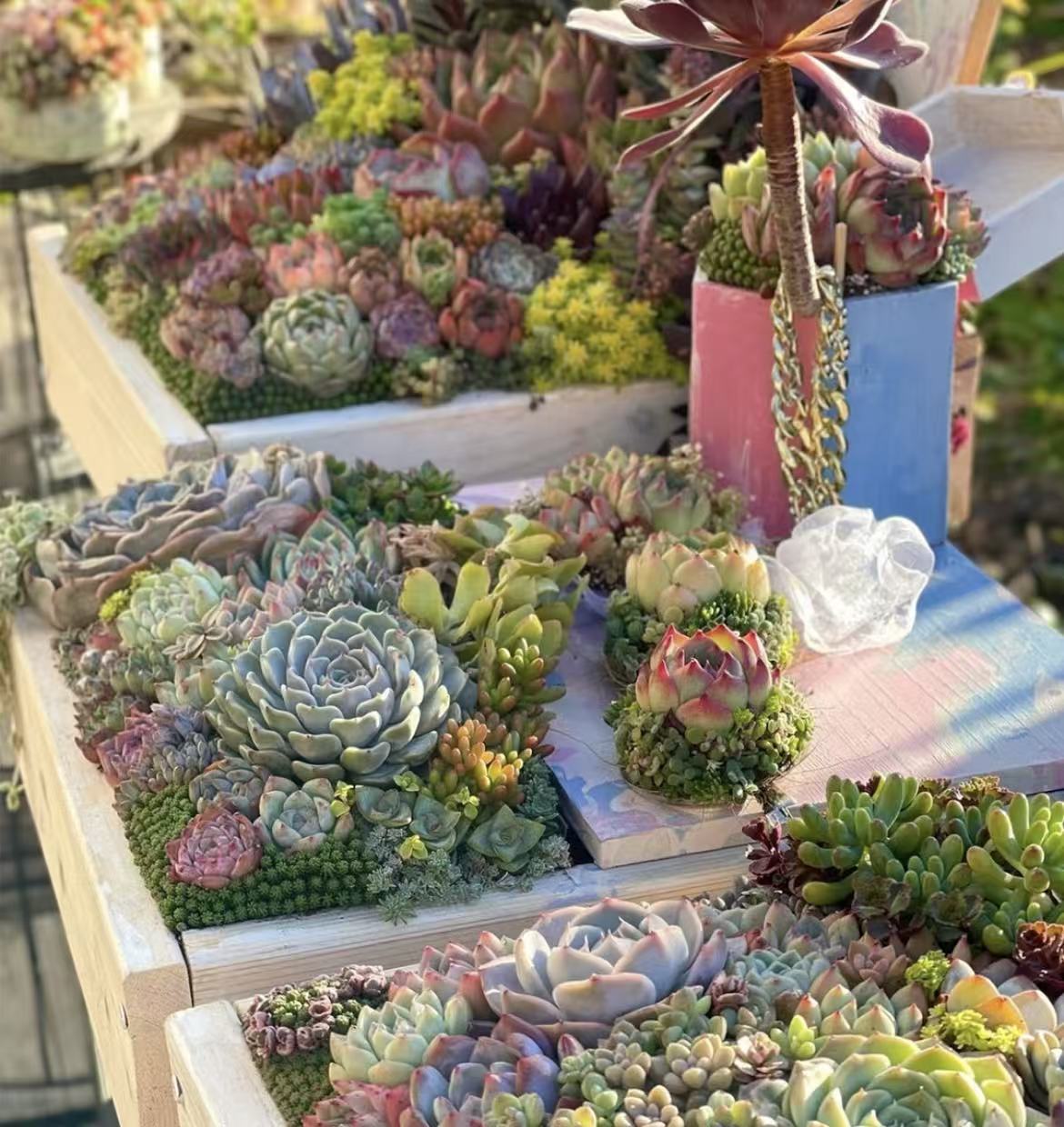 【综合链接6】多肉植物组合套餐新手好养盆栽绿植 