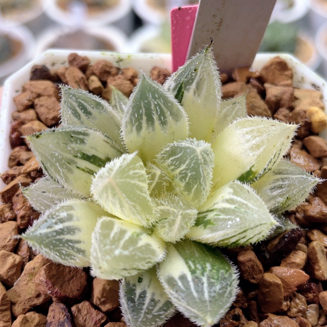 79巨大绘卷锦。        