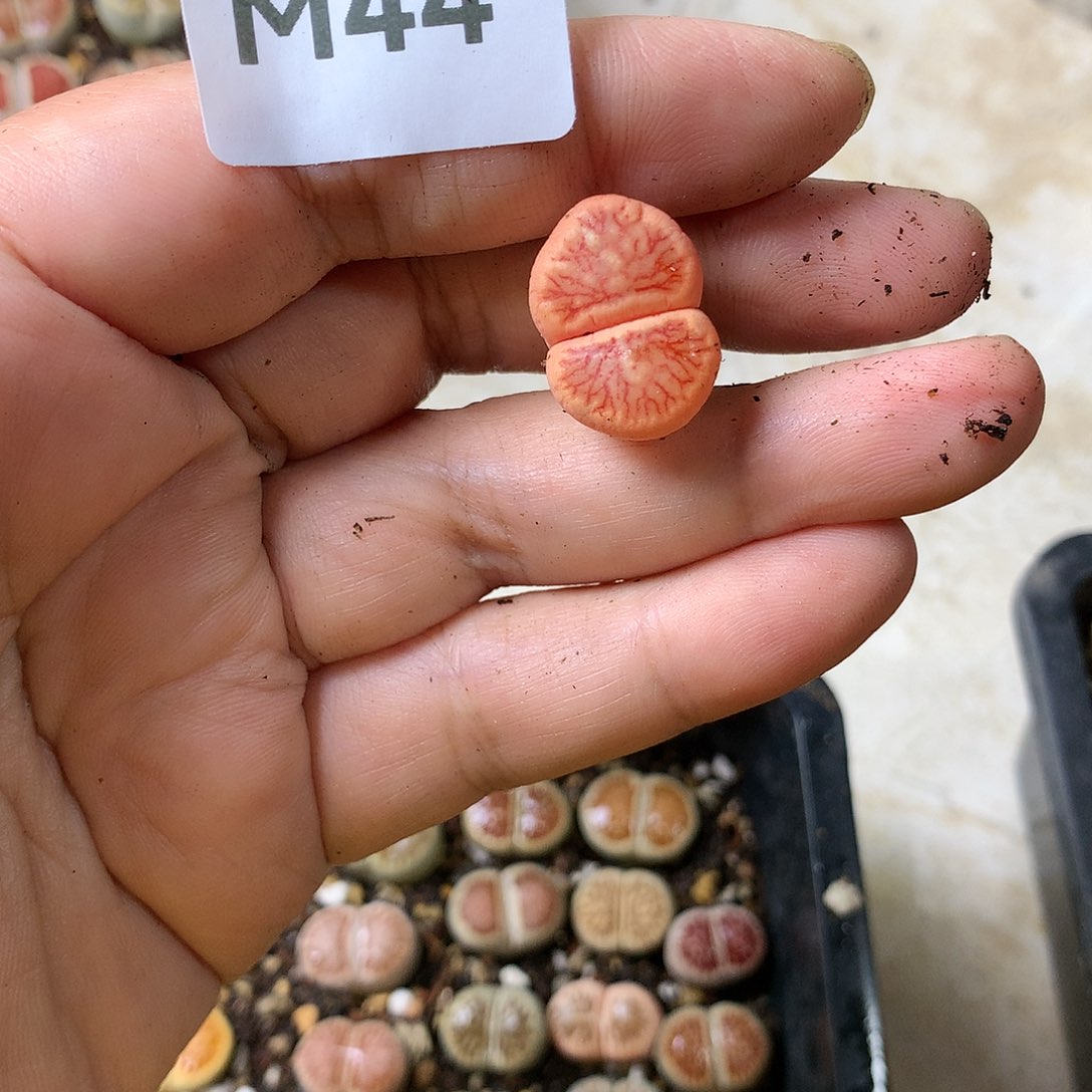 Z**幻M44多肉植物保护