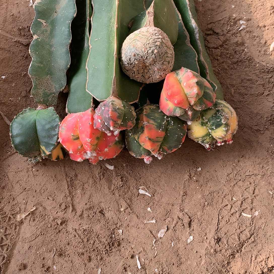 【闪购商品】涛*六玉玉玉一兜兜兜