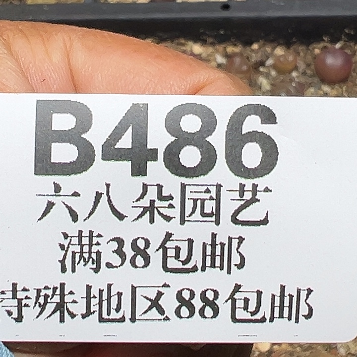 轩***486号拉登杂多肉植物
