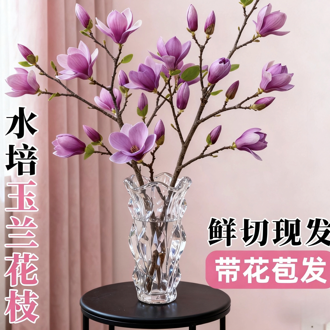 精选【当日鲜切】玉兰花水培干枝植物带花苞紫玉兰水养花卉好养耐寒