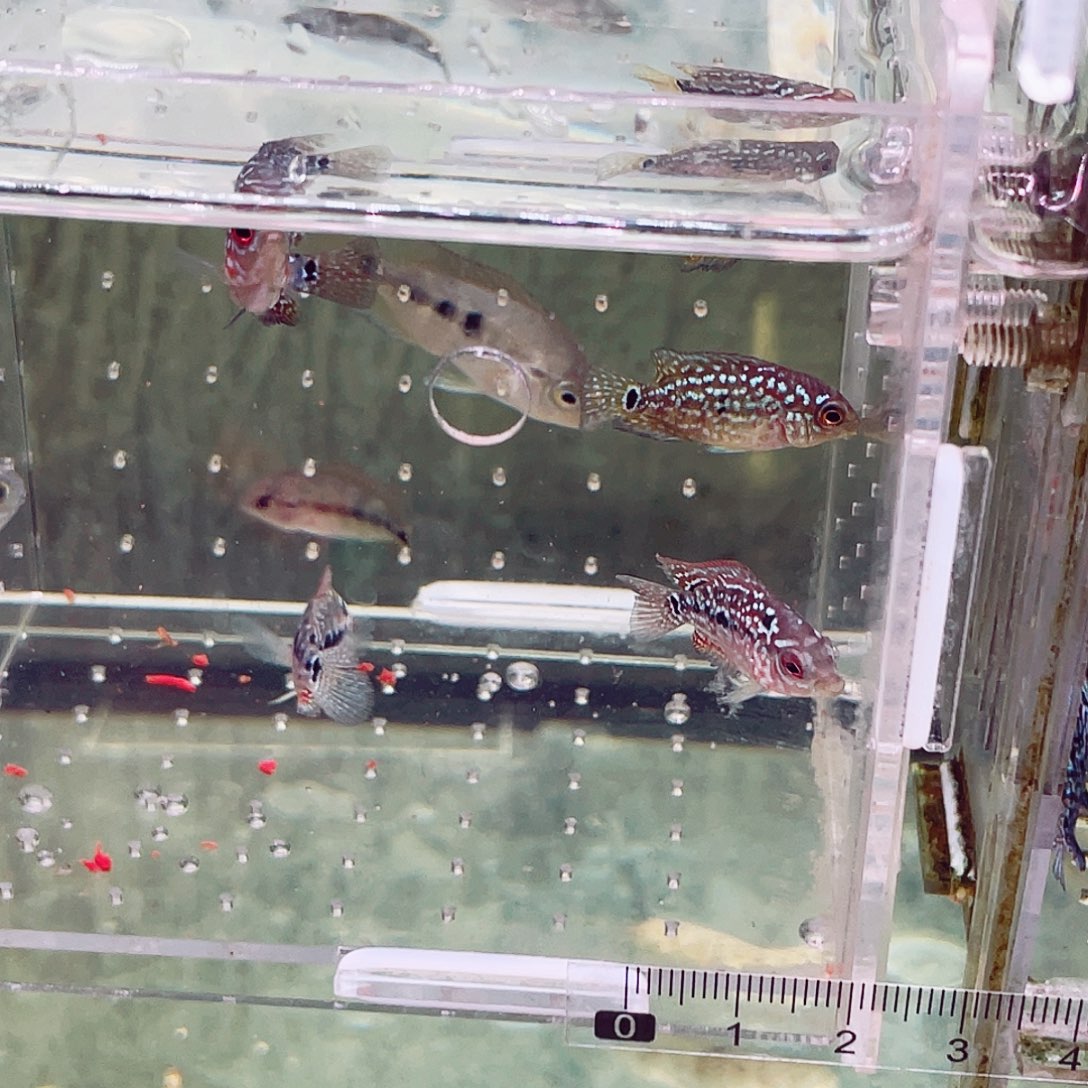用***1罗汉鱼f2金花练手苗5