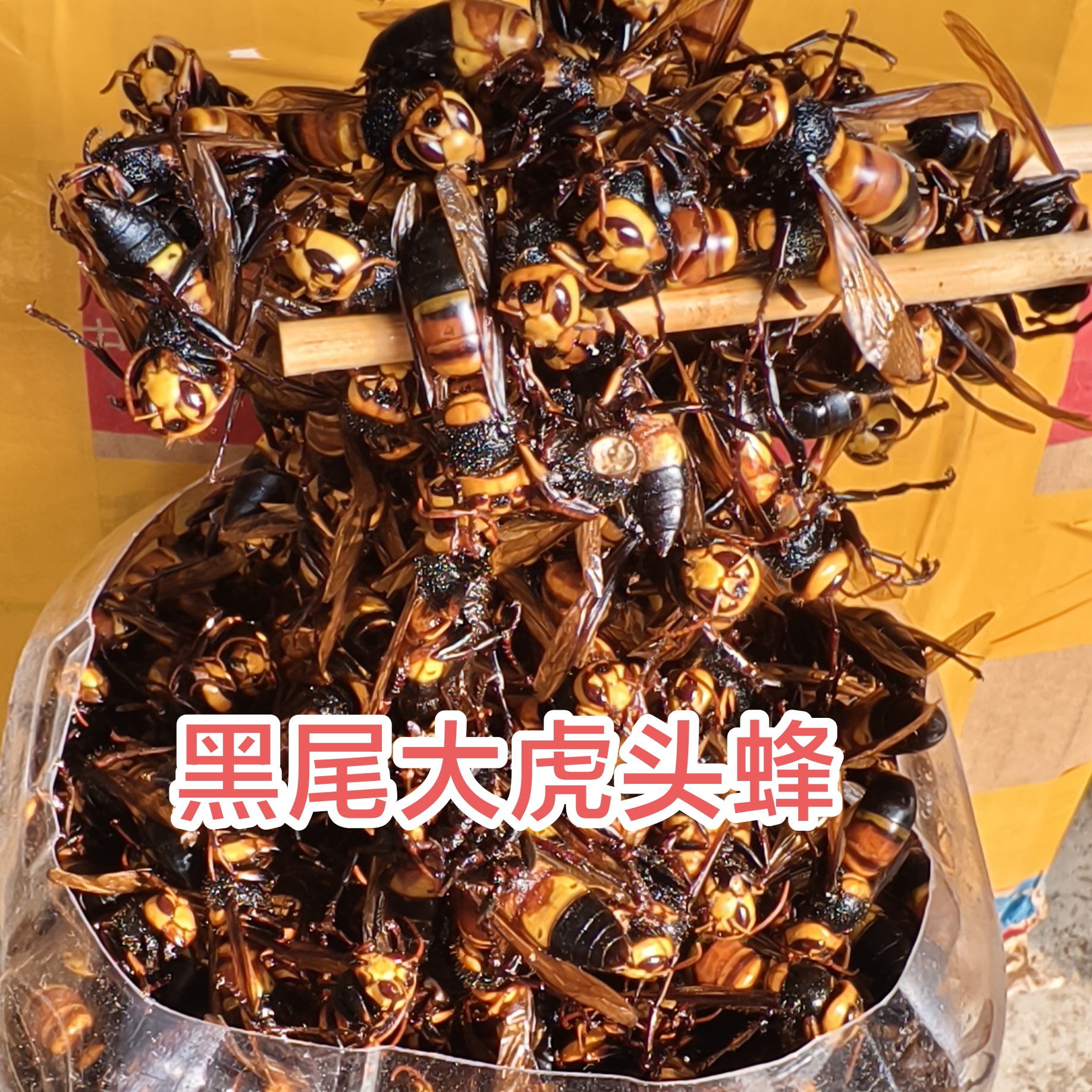 虎头蜂诱蜂水原液金环红娘黑尾虎头蜂诱蜂水原材料