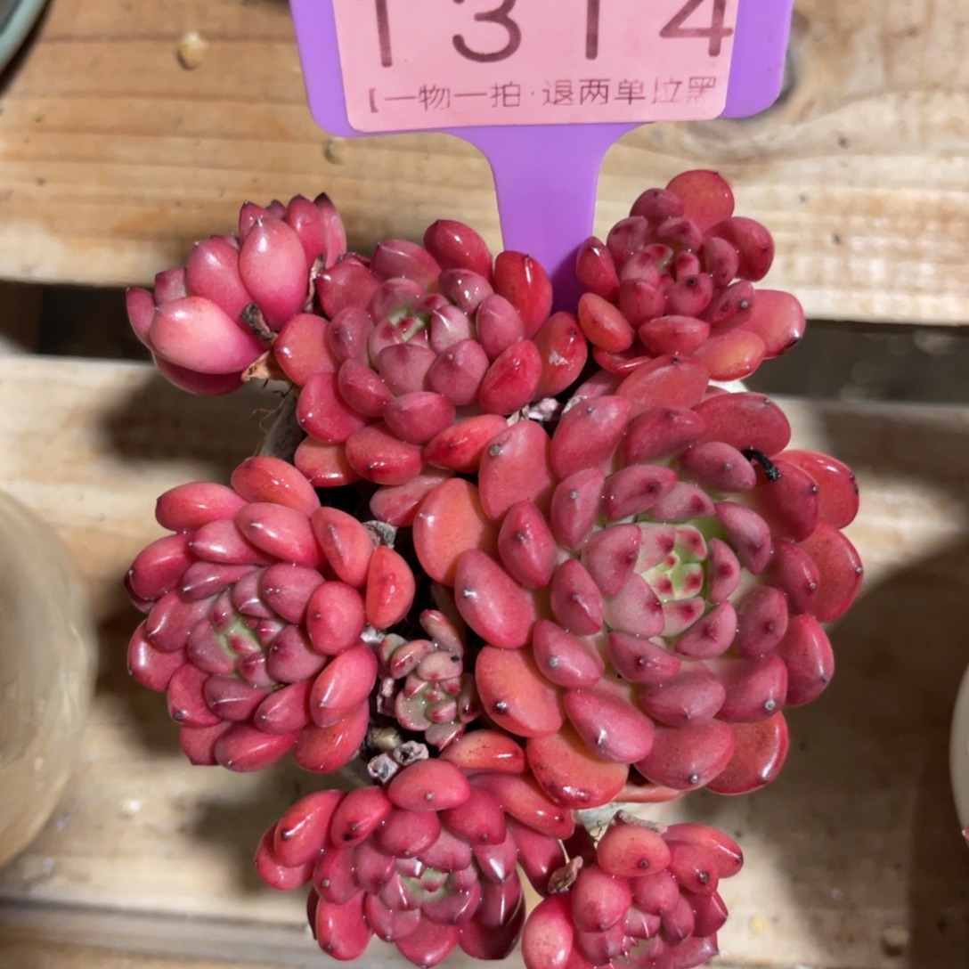 云尘多肉一物一拍不含盆