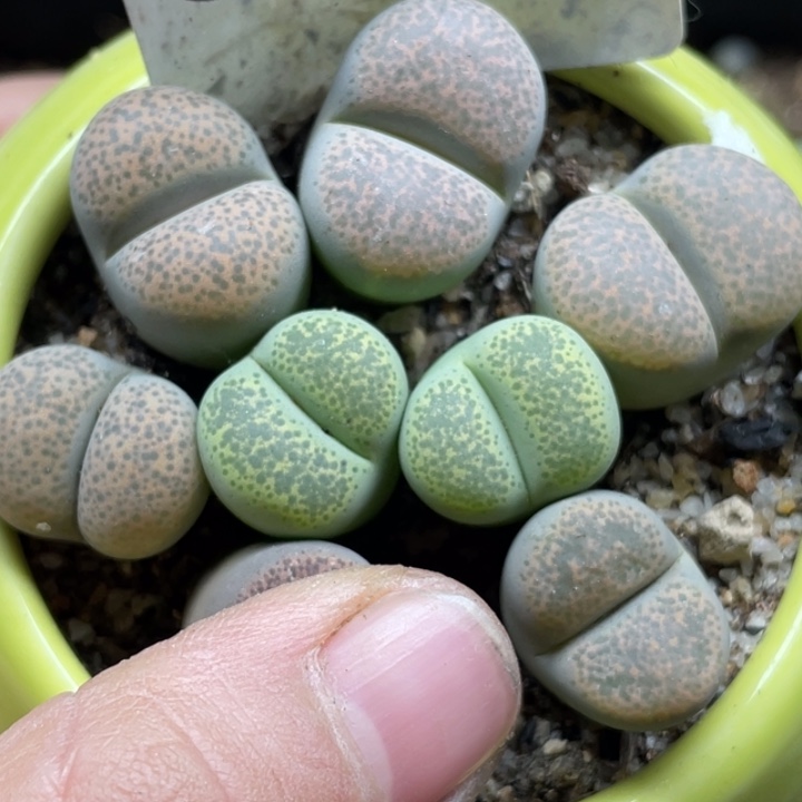 完全开放569彩碧琉璃带盆